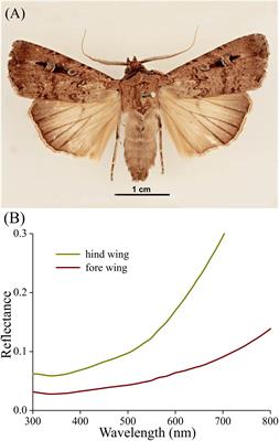 Bogong Moths Are Well Camouflaged by Effectively Decolourized Wing Scales